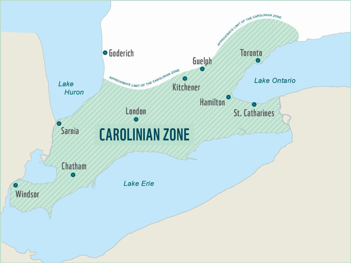 Carolinian Zone Canada, image © wwf.ca